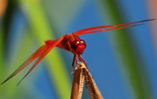 Red dragonfly