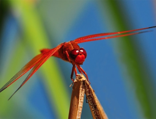 One quarter of freshwater life threatened by extinction