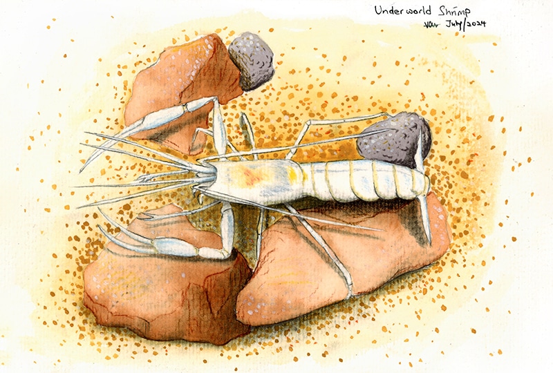 Painting of white shrimp