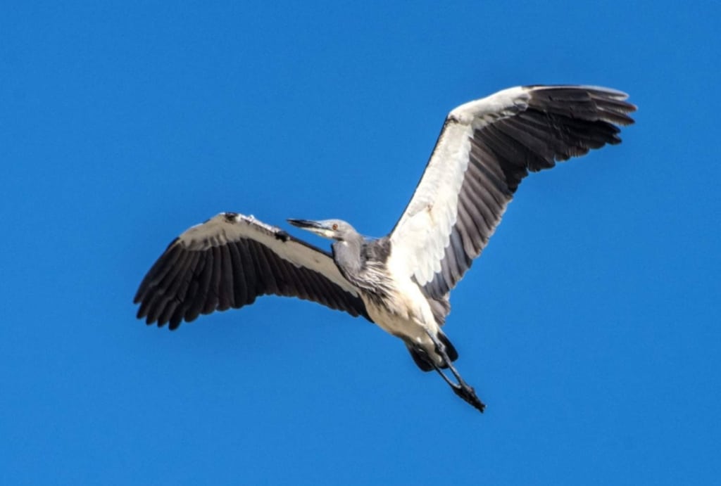 white bellied heron