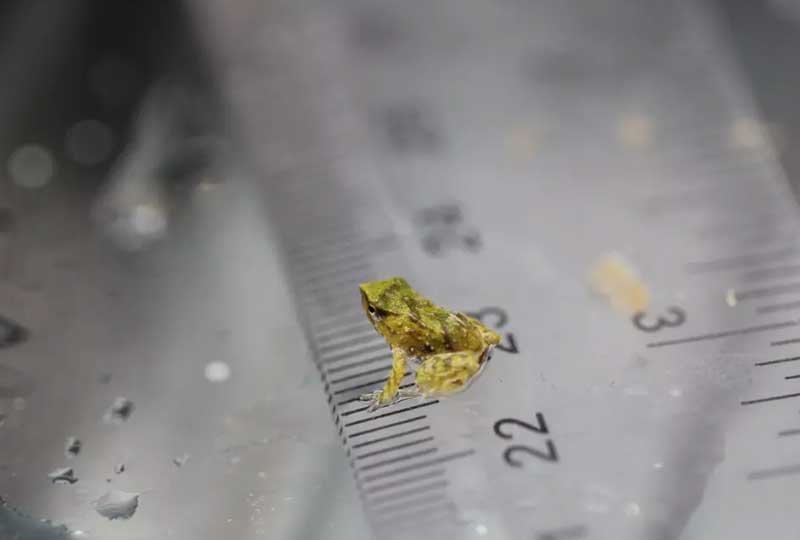 Tiny baby Darwin's frog on a ruler