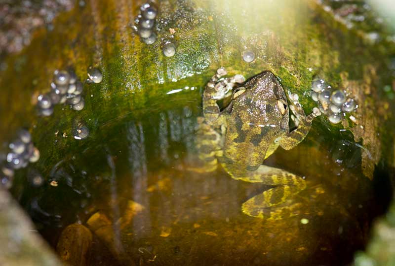 Effinger's tree frog inside a stump