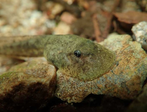 Tall tails: Seven tadpole species you won’t believe