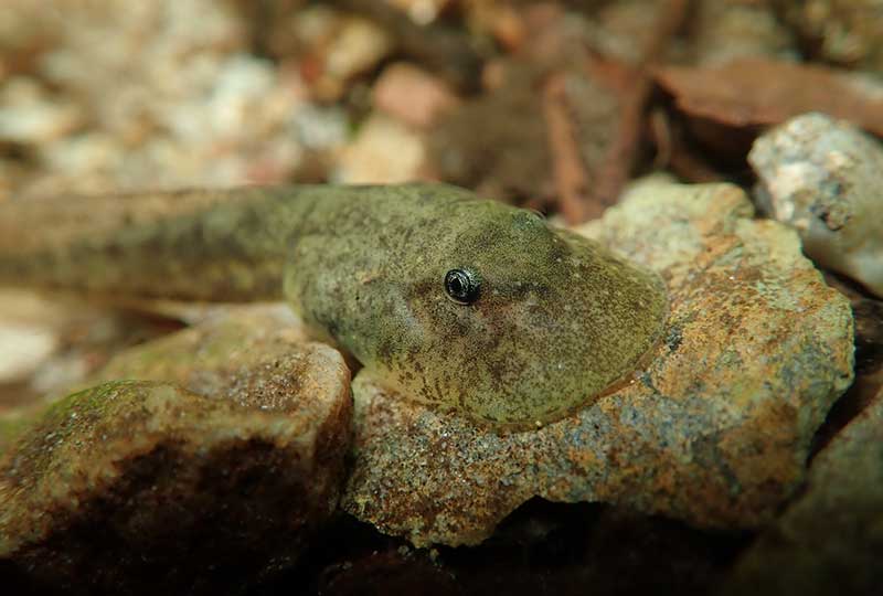 ghost frog tadpole on a rock