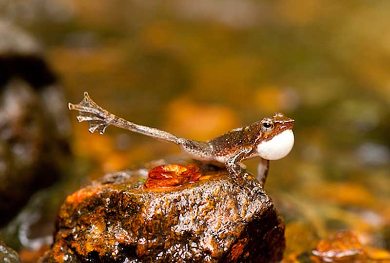 Indian dancing frog with leg outstretched on a rock 