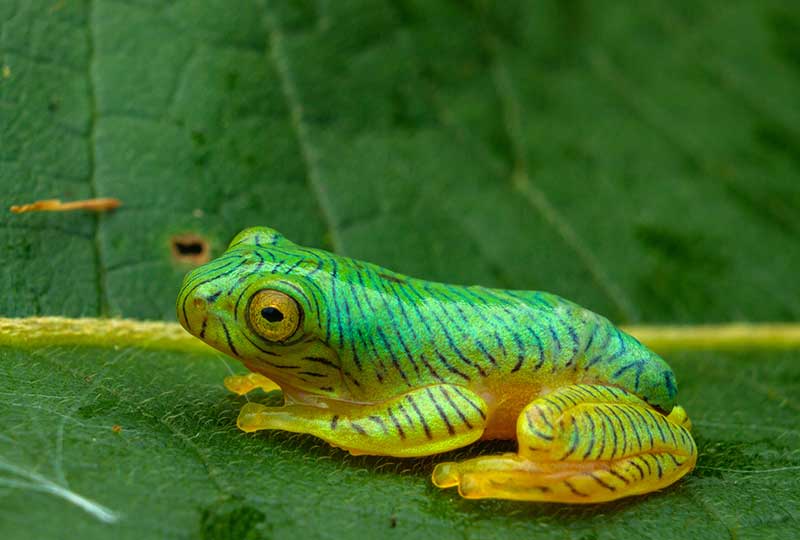 Brightly coloured and striped juvenile false Malabar gliding frog on a leaf