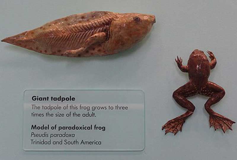 example model of a tadpole and frog